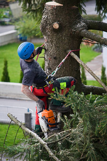 How Our Tree Care Process Works  in  Wolcottville, IN